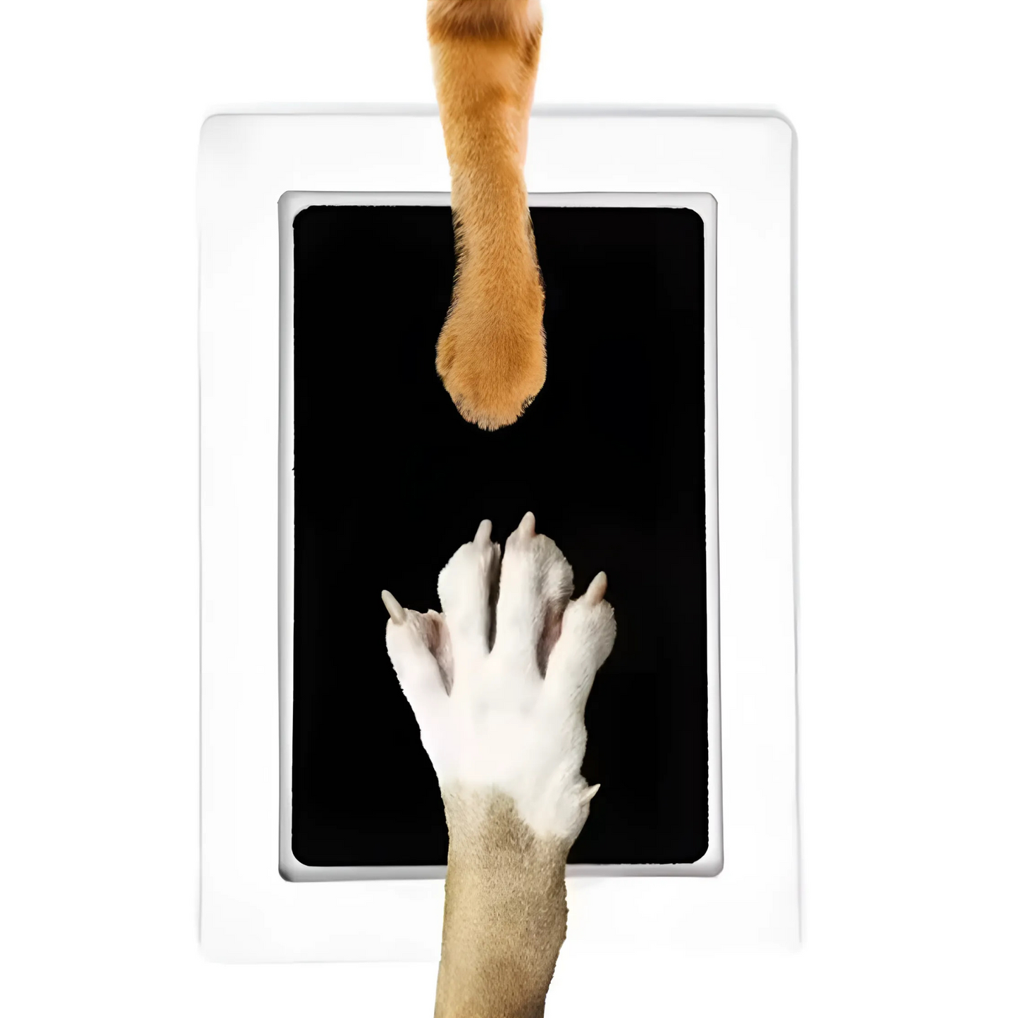 Pawtastic Prints