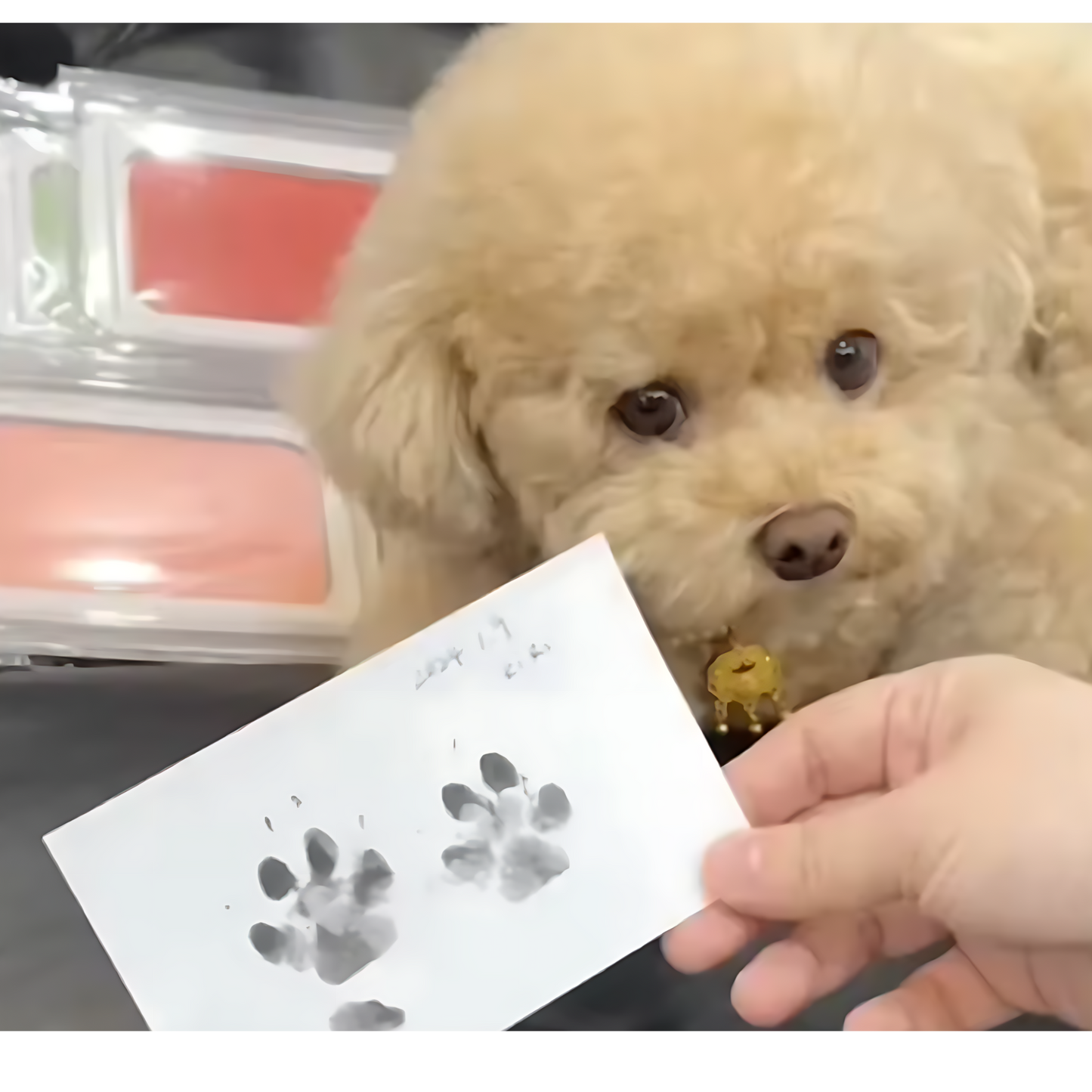Pawtastic Prints